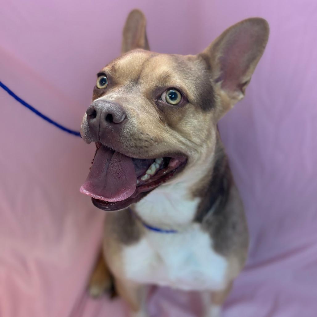 Enlarge Pebbles, a Adoptable mixed breed in Royse City, TX image 5/5