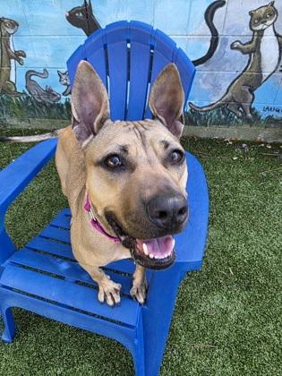 Athena, Adoptable, Adult Female Mixed Breed & Mixed Breed.
