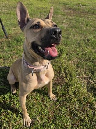Enlarge Athena, a Adoptable mixed breed in Savannah, GA image 2/3