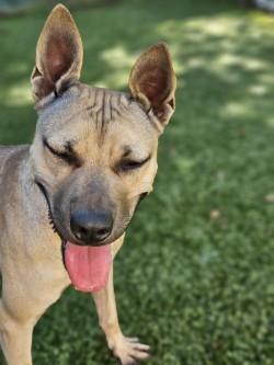 Enlarge Athena, a Adoptable mixed breed in Savannah, GA image 3/3