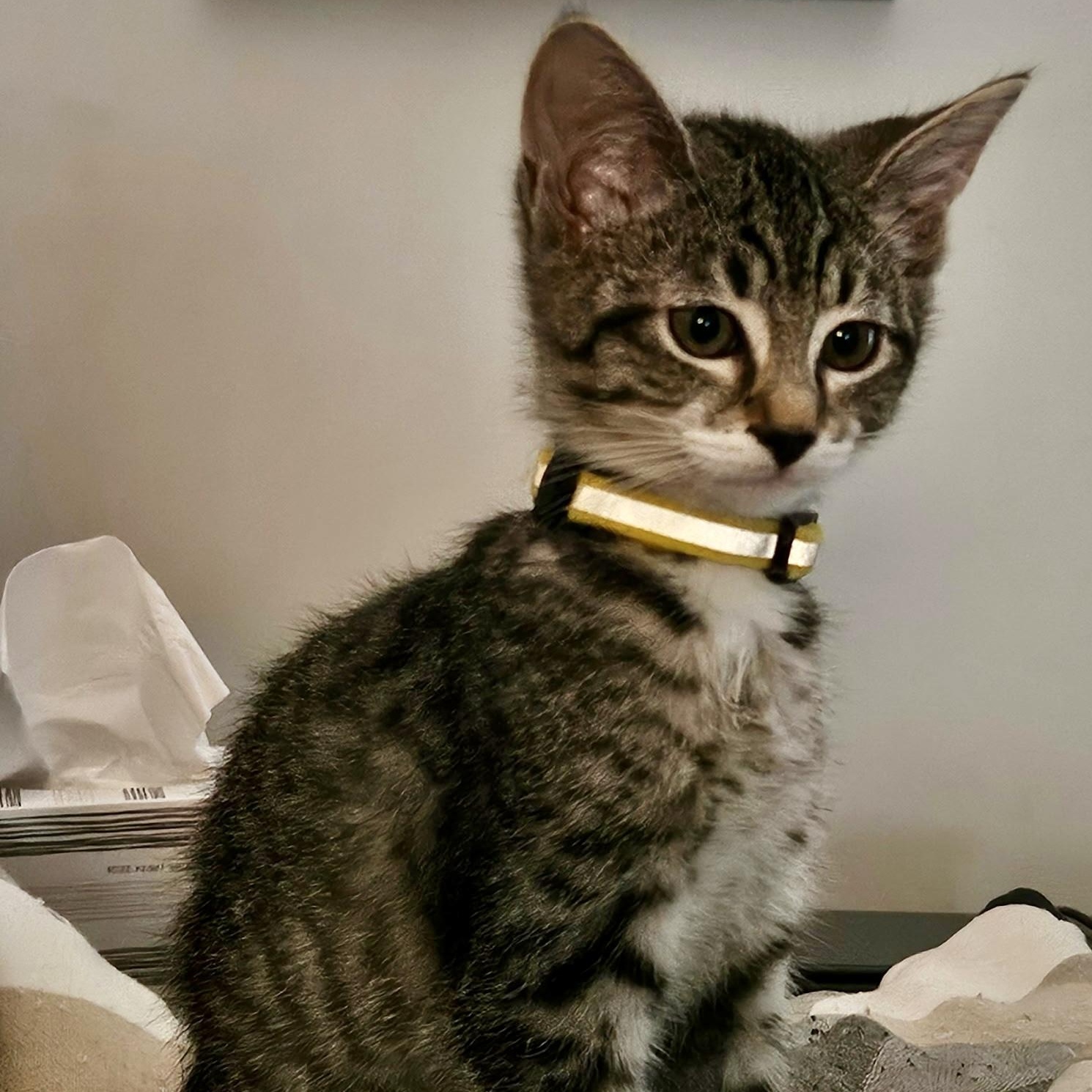 Enlarge Asparagus (AKA Wanda), an adoptable Domestic Short Hair in Richmond, VA image 3/4