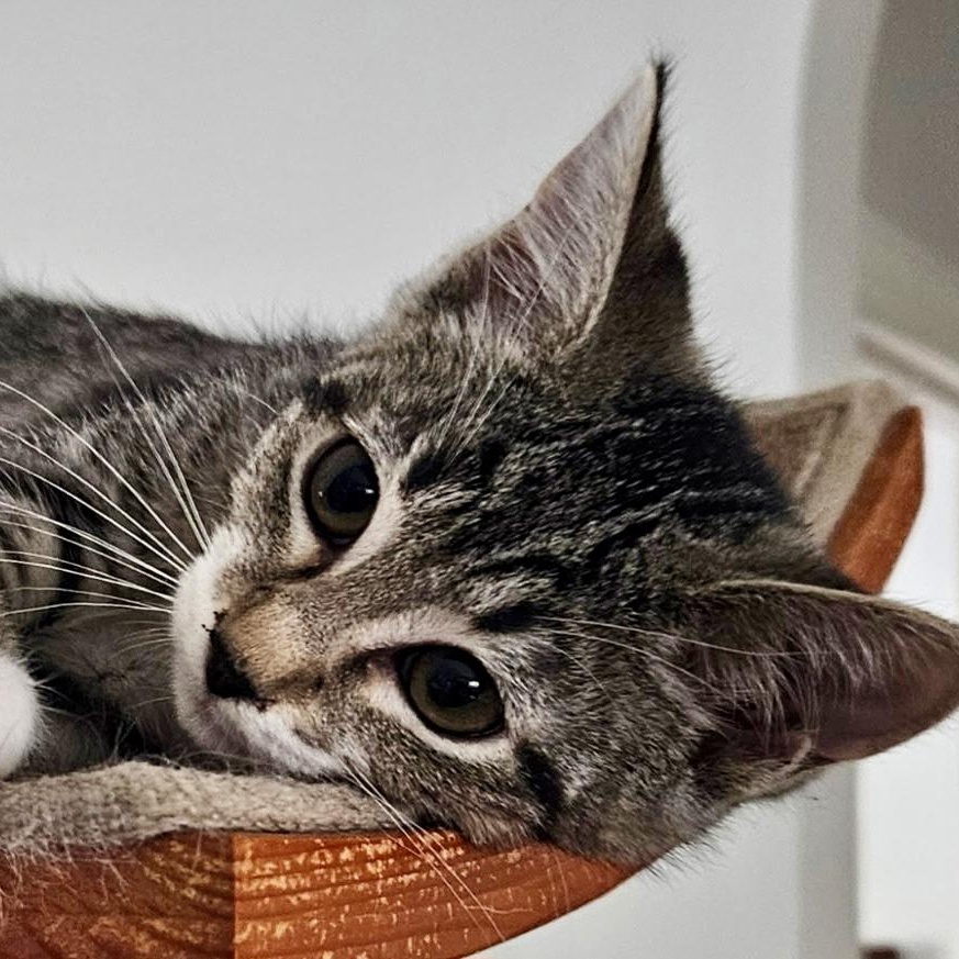 Enlarge Asparagus (AKA Wanda), an adoptable Domestic Short Hair in Richmond, VA image 4/4