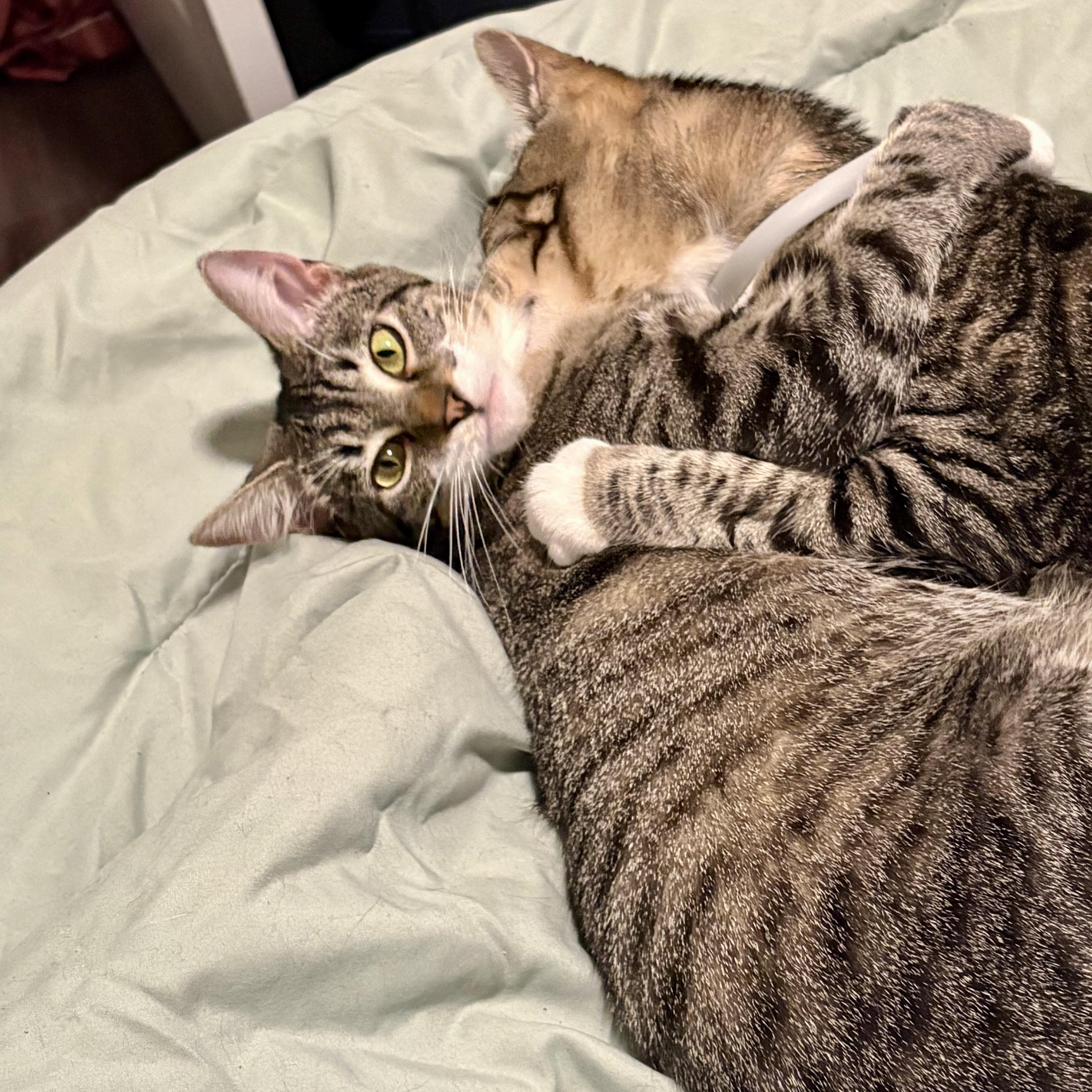Enlarge Asparagus (AKA Wanda), an adoptable Domestic Short Hair in Richmond, VA image 1/4
