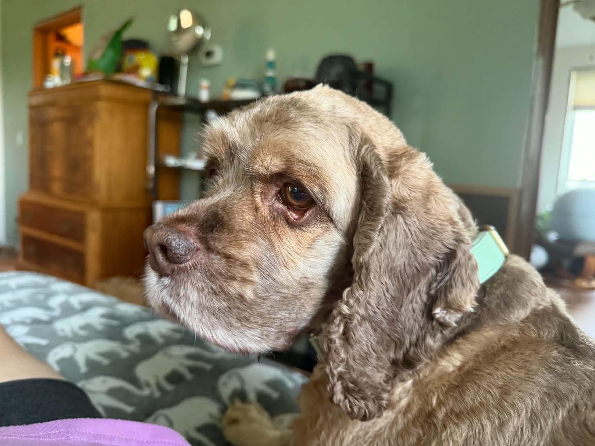 Enlarge Cooper, a ADOPTABLE Cocker Spaniel in Whitewater, WI image 1/5