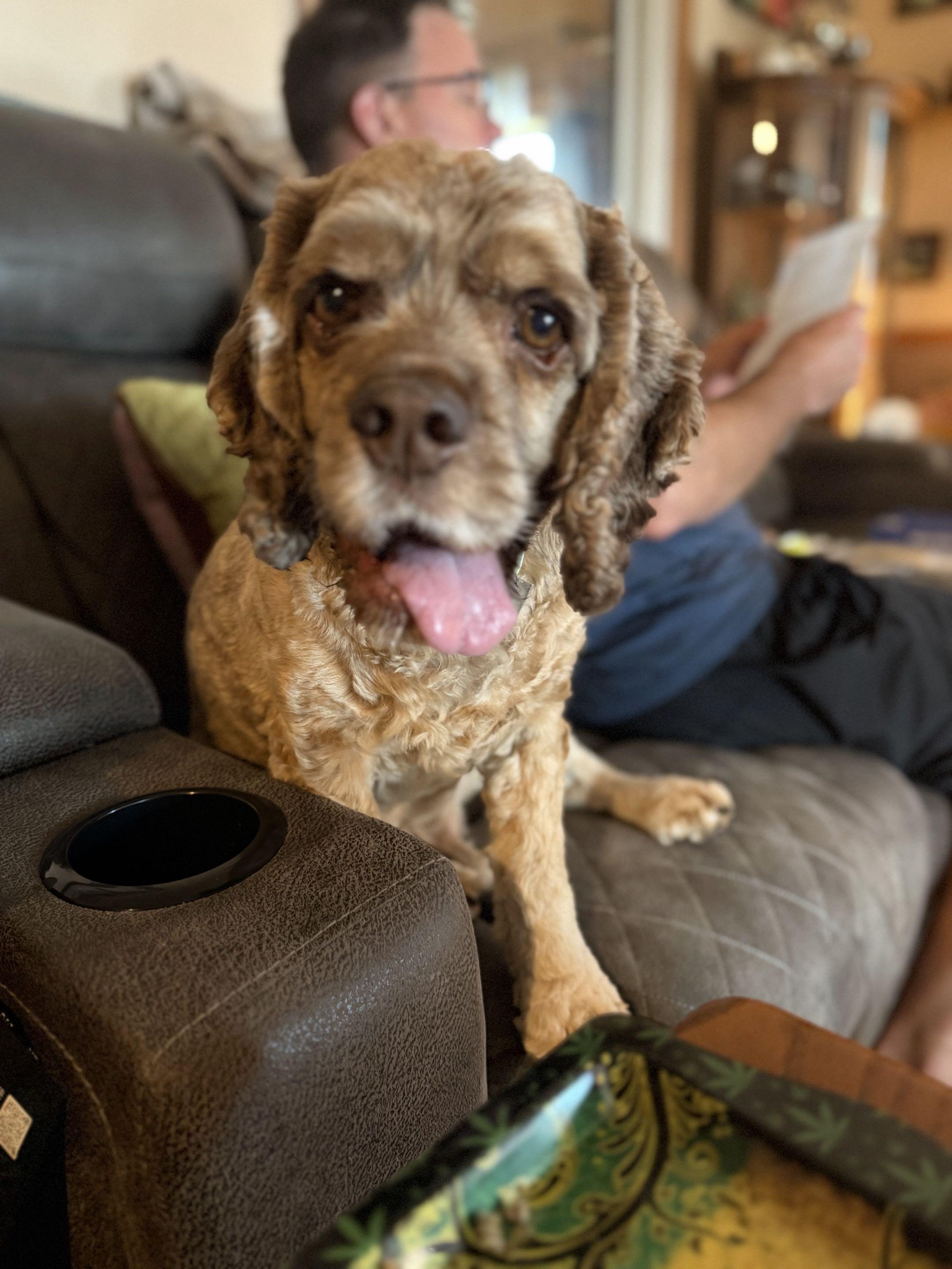 Enlarge Cooper, a ADOPTABLE Cocker Spaniel in Whitewater, WI image 3/5