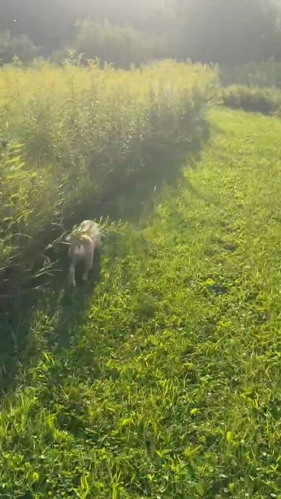 Enlarge Cooper, a ADOPTABLE Cocker Spaniel in Whitewater, WI video 5/5
