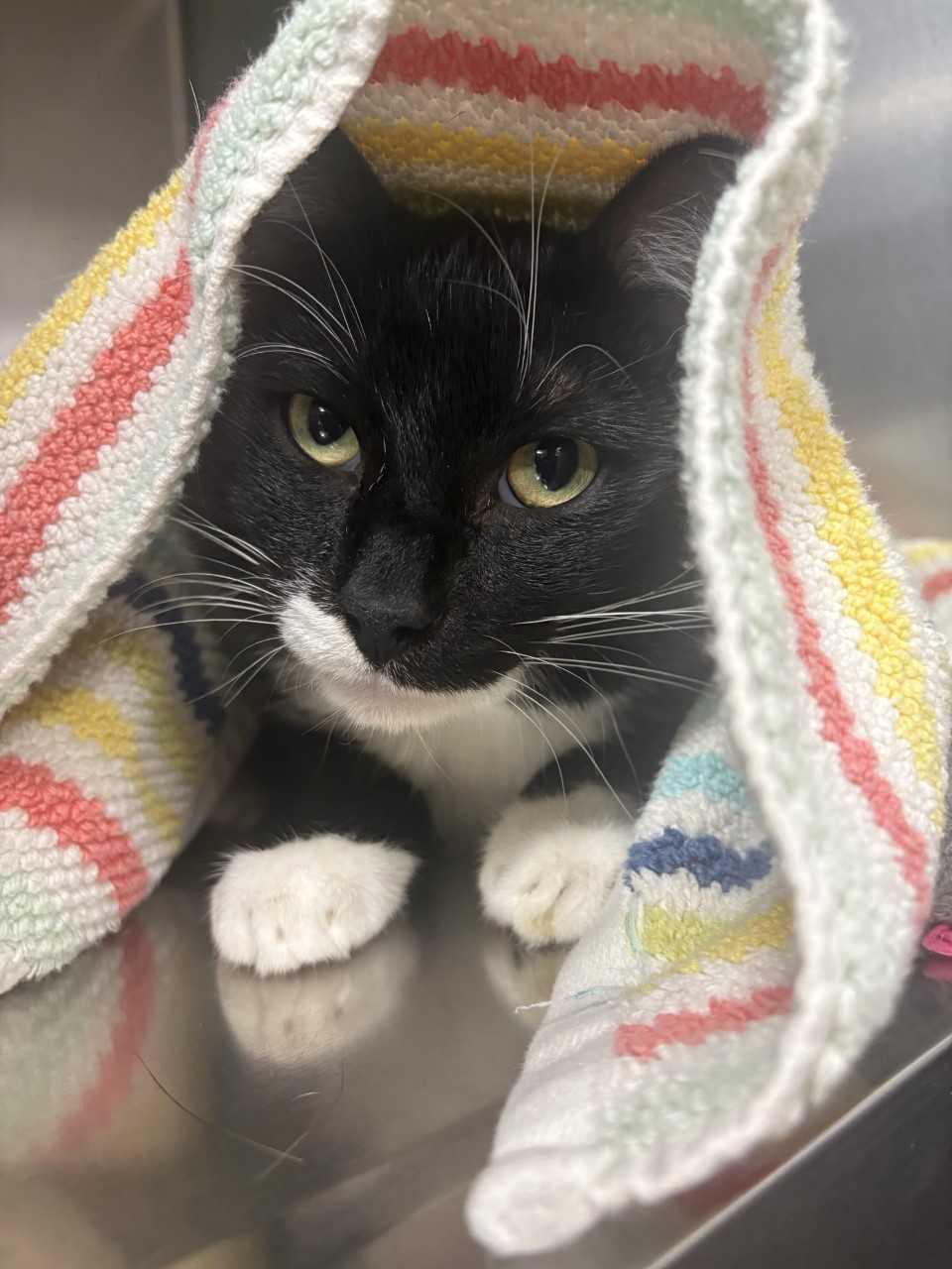 Teach, adopted, Adult Male Domestic Short Hair.