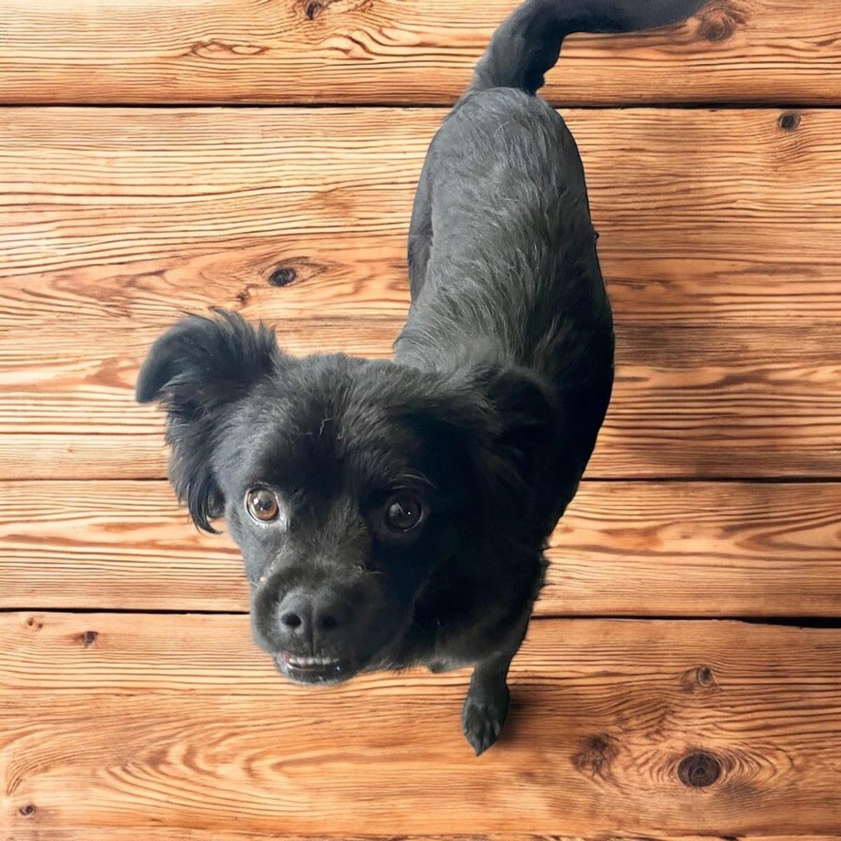 Princess Leia thumbnail 2