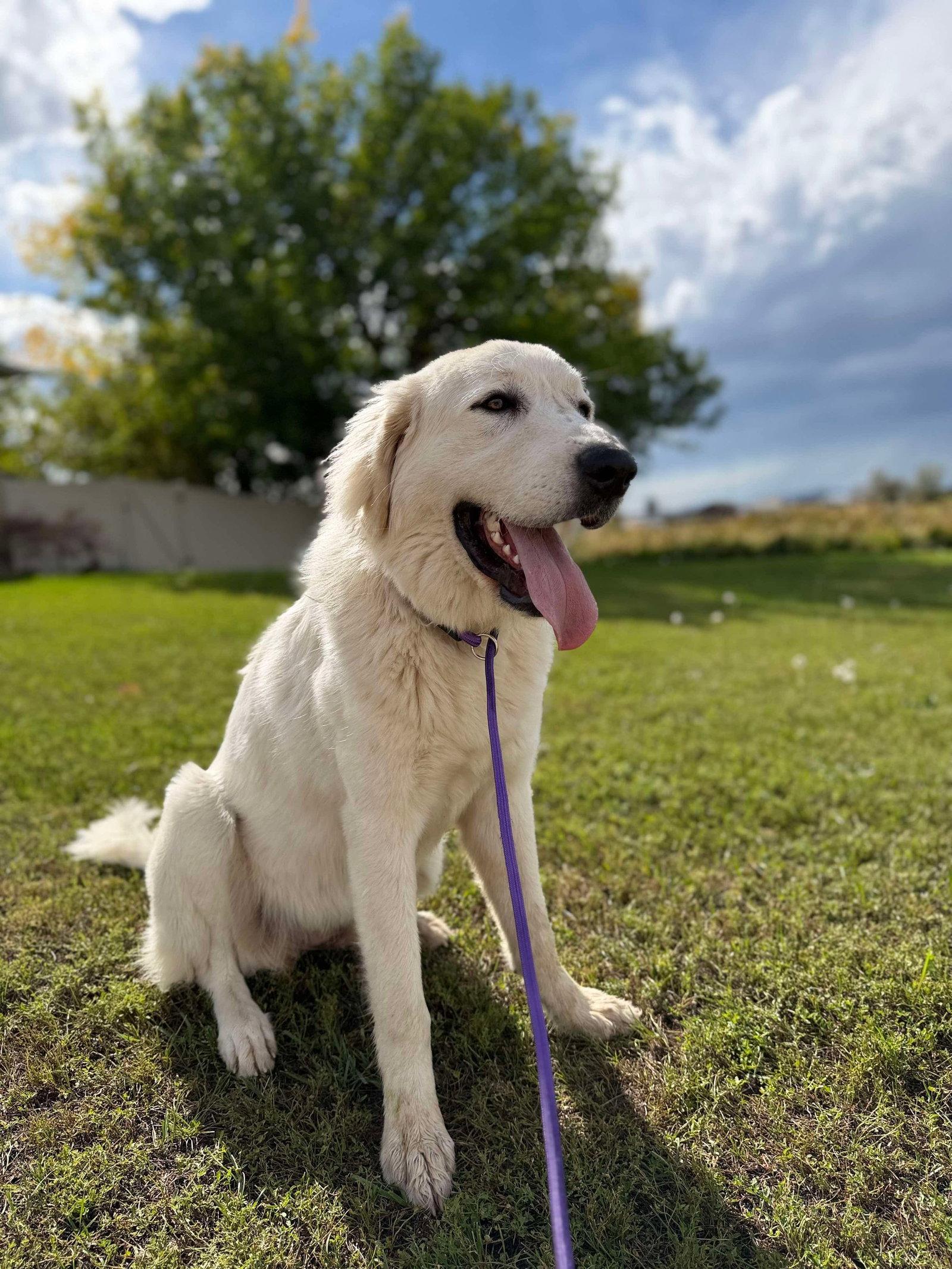 Ellie, Adoptable, Young Female Great Pyrenees.