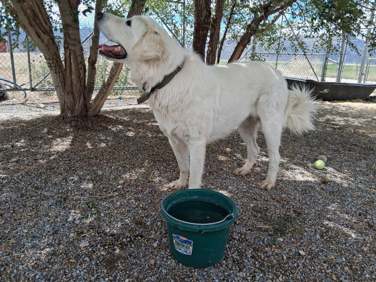 Enlarge Ellie, a Adoptable Great Pyrenees in Bountiful, UT image 2/3
