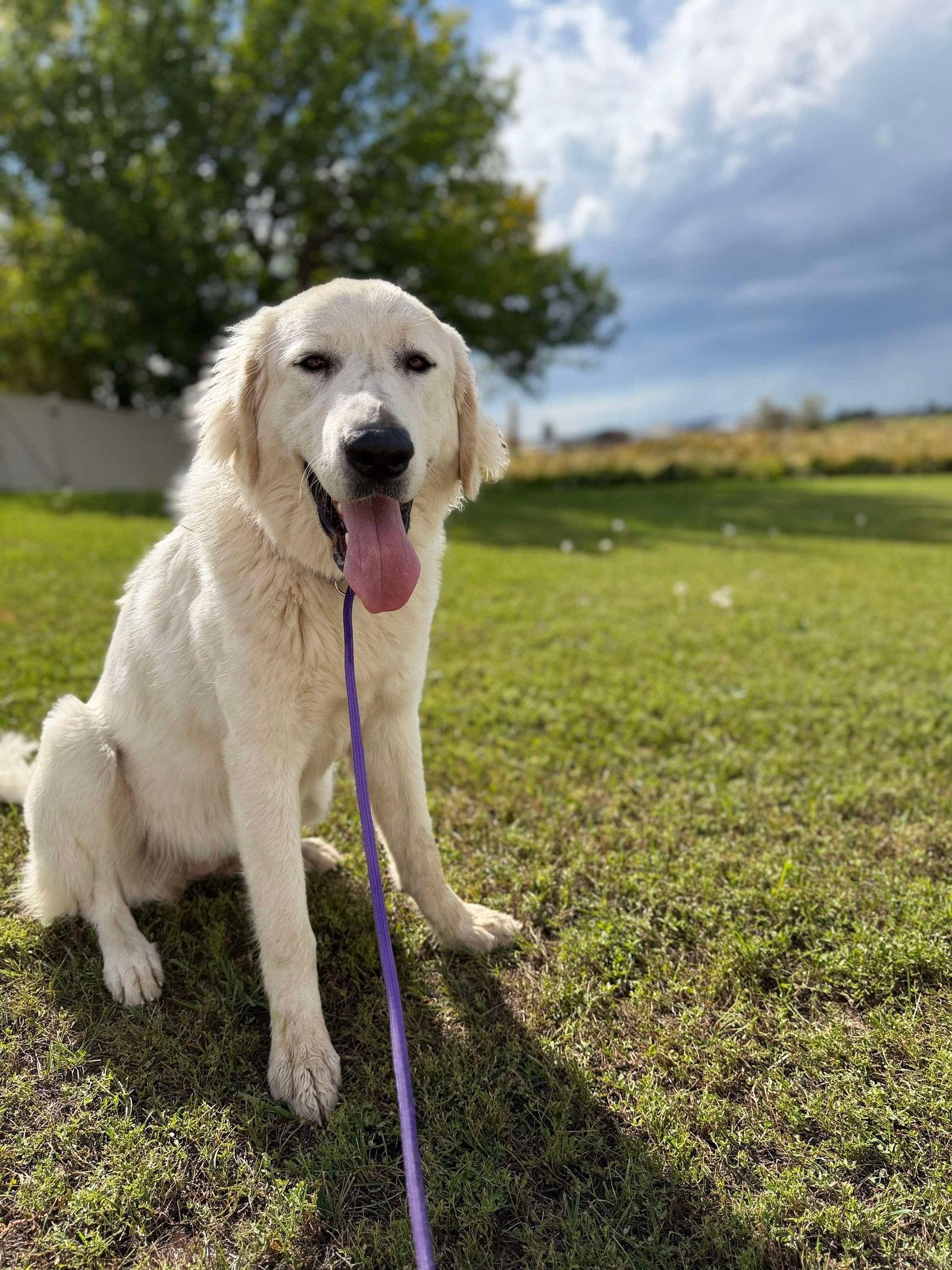 Enlarge Ellie, a Adoptable Great Pyrenees in Bountiful, UT image 3/3