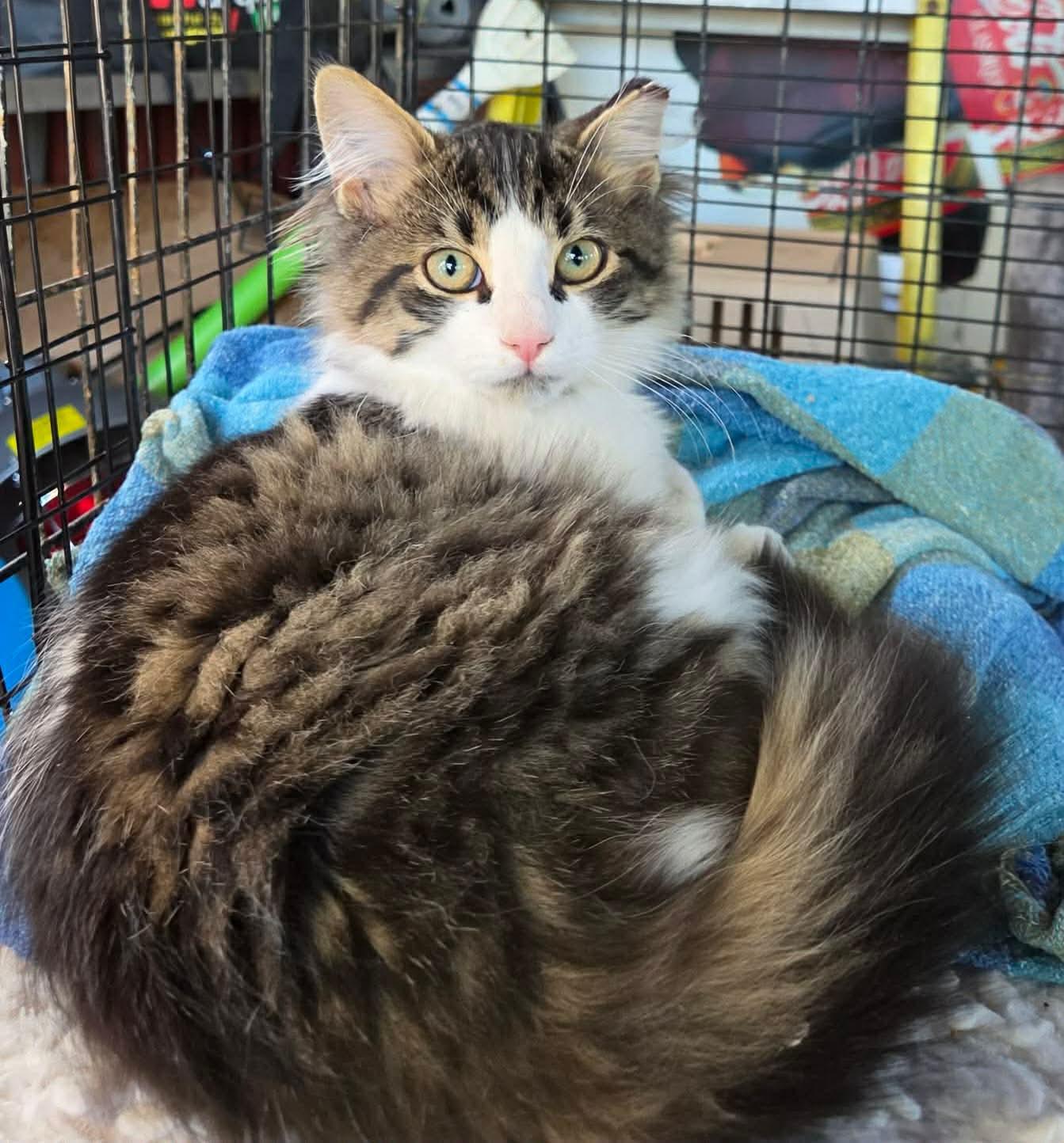 Carlos, Adopted, Kitten Male Domestic Long Hair.