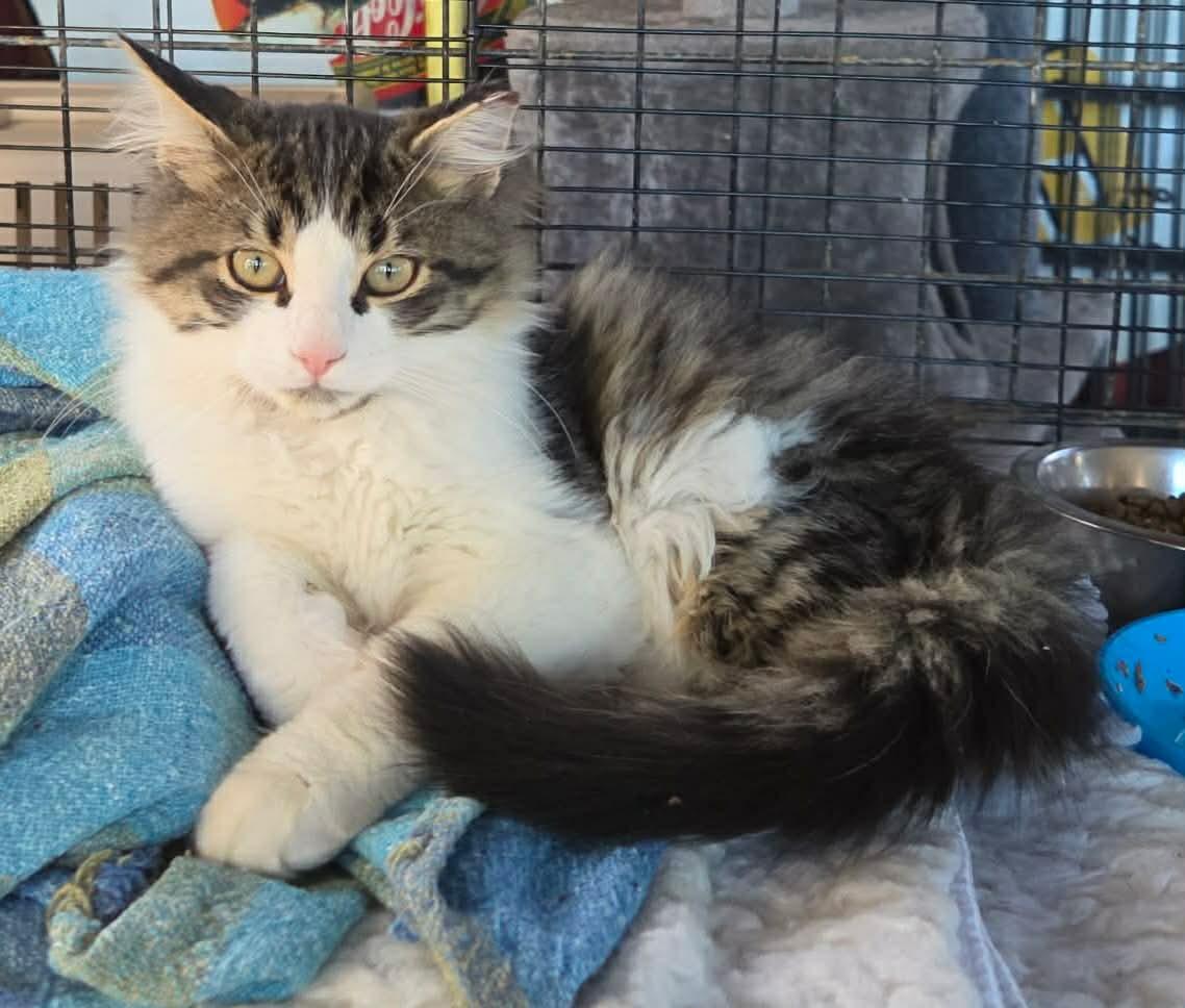 Enlarge Carlos, a Adopted Domestic Long Hair in Terrebonne, QC image 6/6