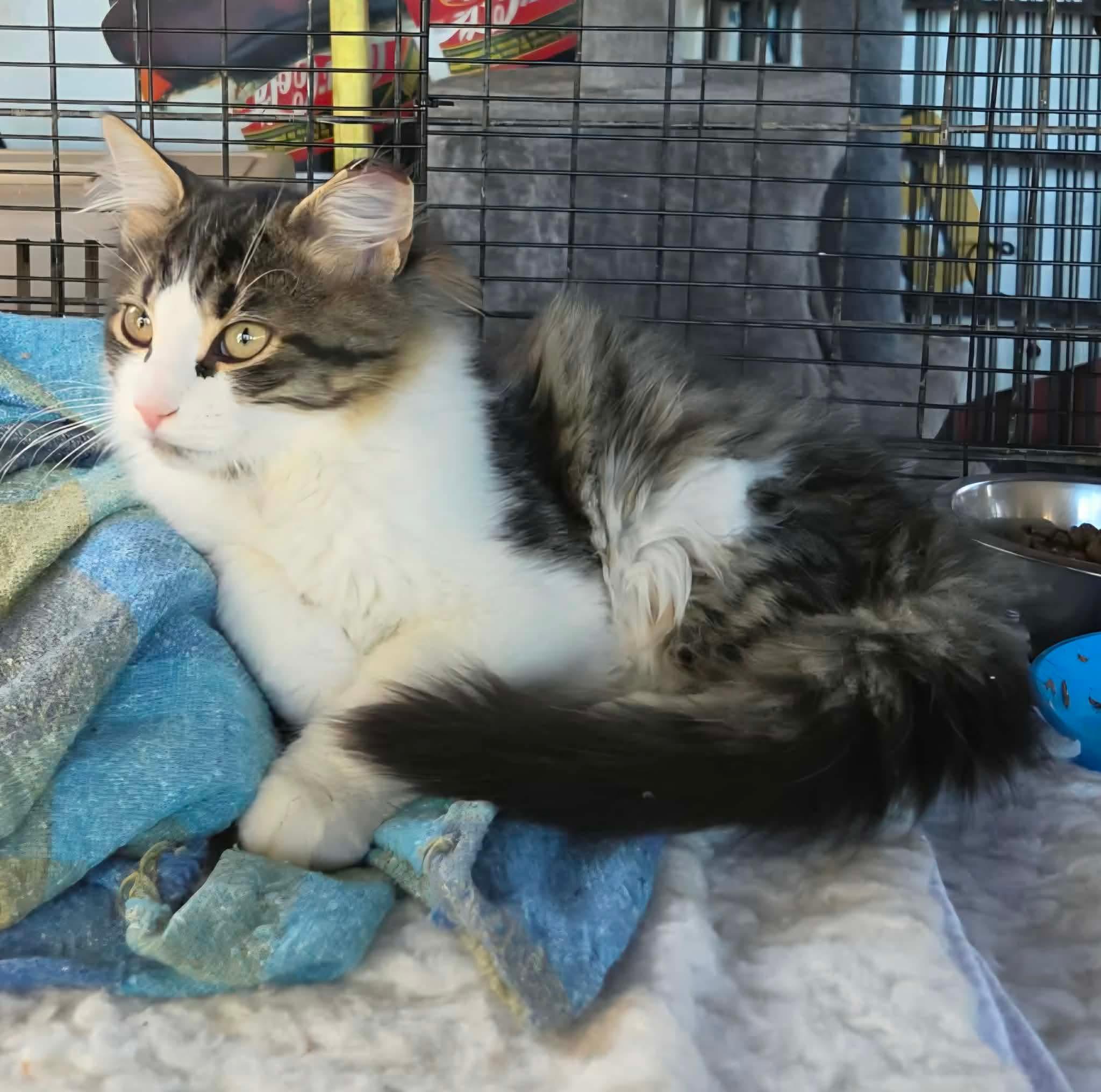 Enlarge Carlos, a Adopted Domestic Long Hair in Terrebonne, QC image 4/6