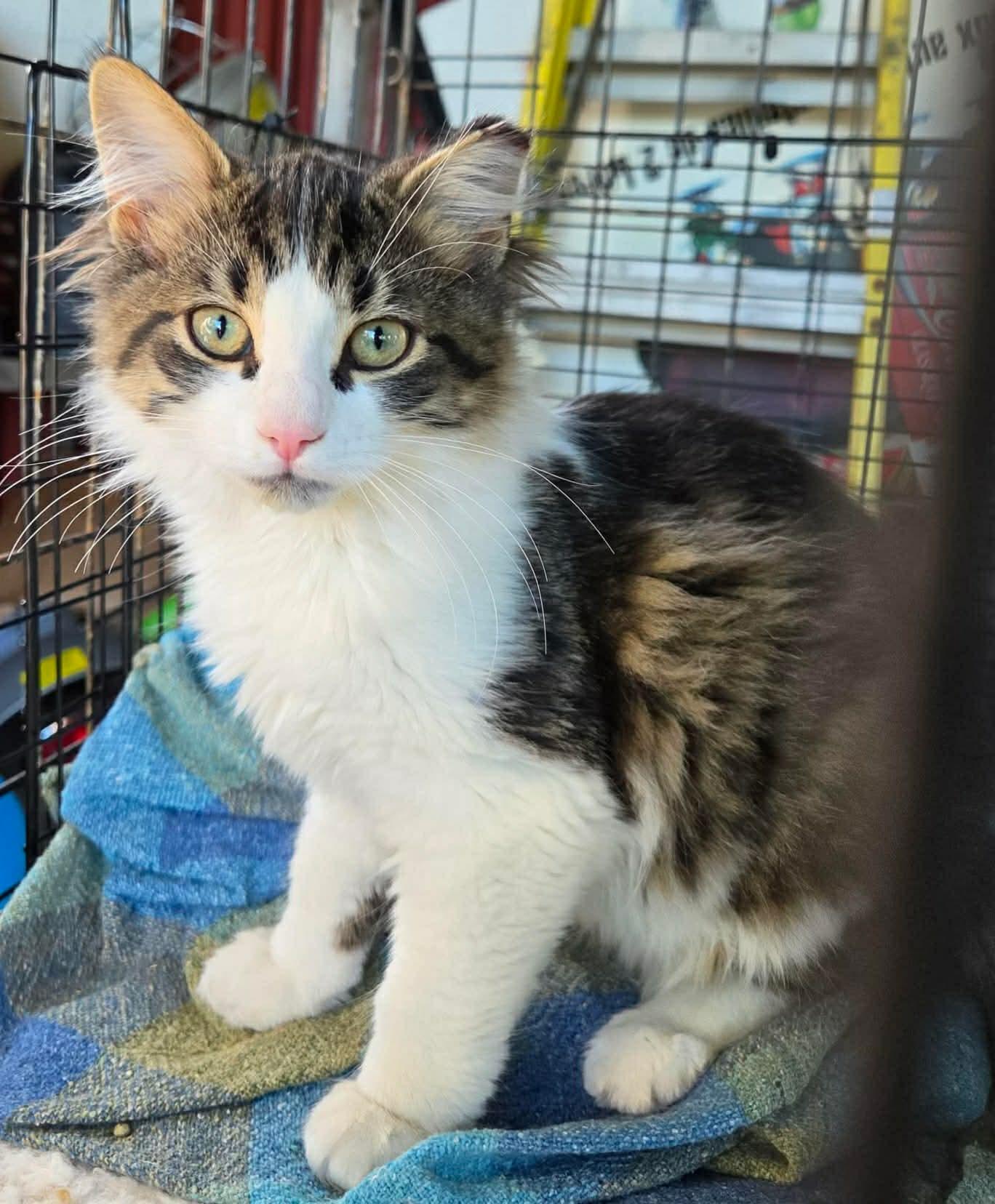 Enlarge Carlos, a Adopted Domestic Long Hair in Terrebonne, QC image 5/6