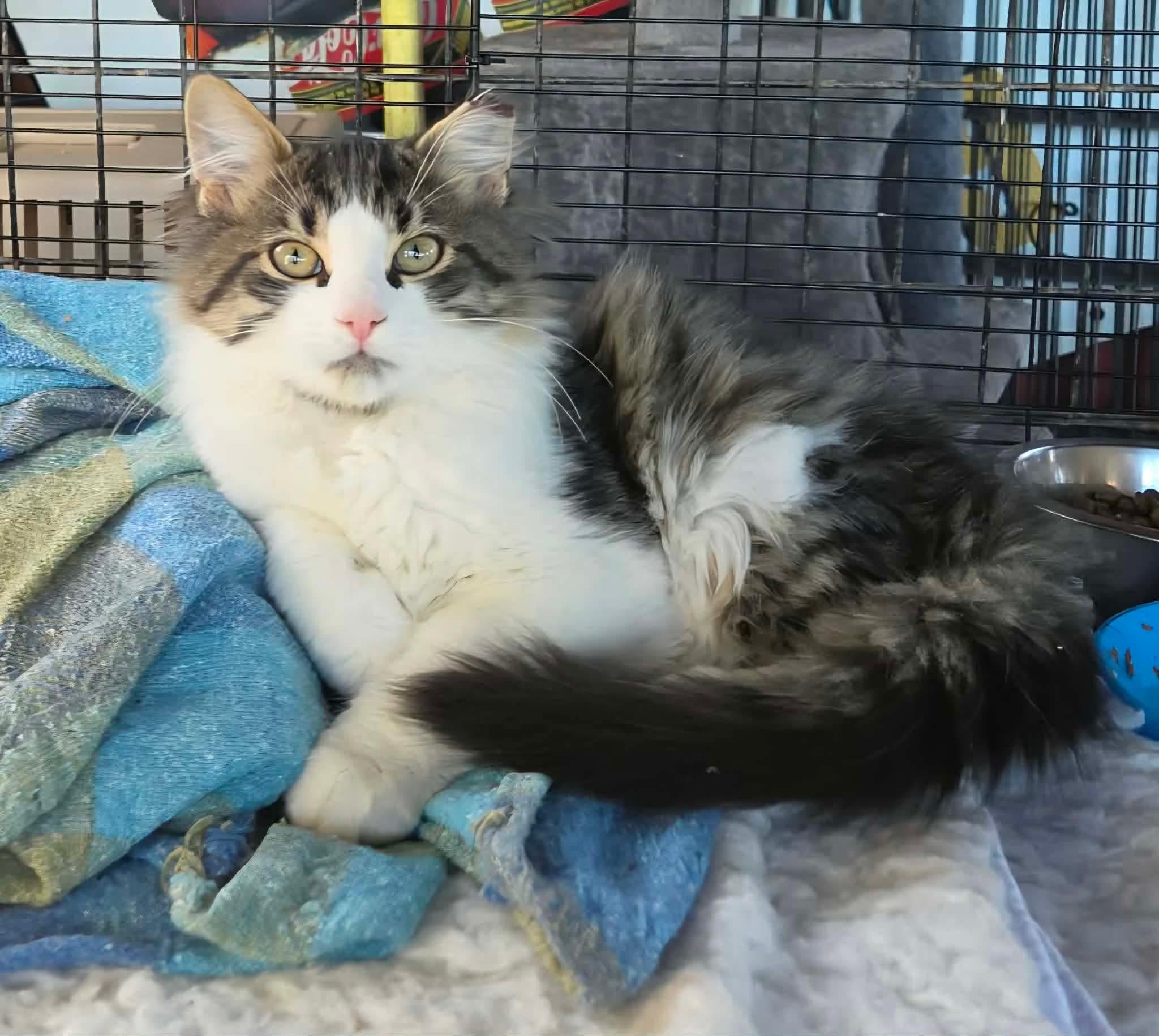 Enlarge Carlos, a Adopted Domestic Long Hair in Terrebonne, QC image 2/6