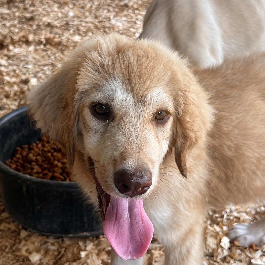Penny, an adopted mixed breed in Jackson, TN image 3/6