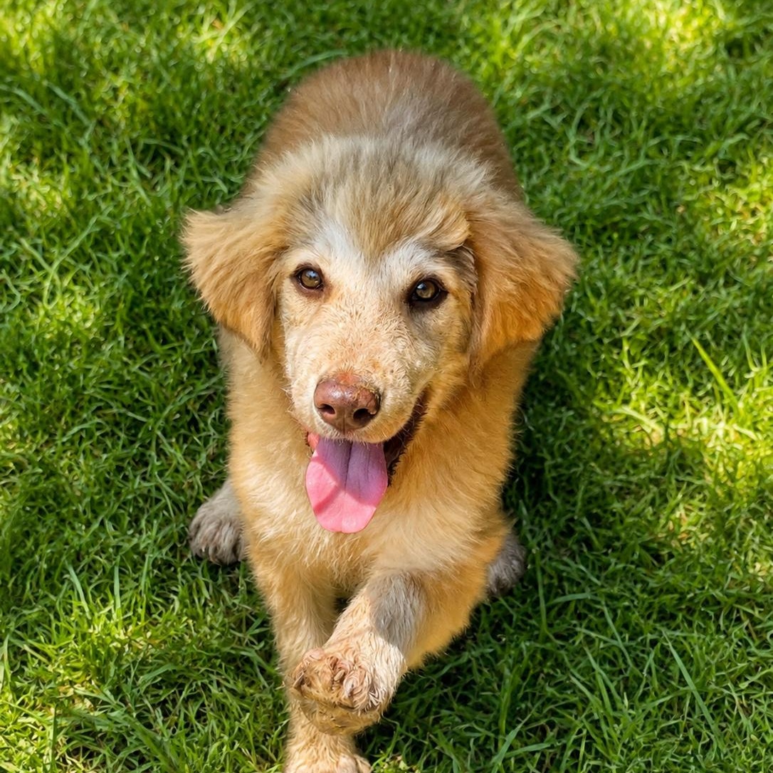 Penny, an adopted mixed breed in Jackson, TN image 5/6