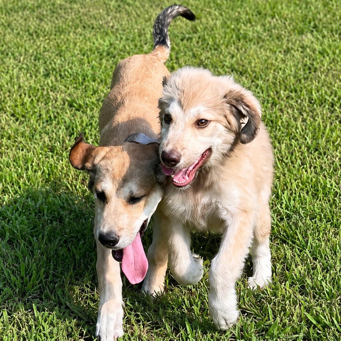 Penny, an adopted mixed breed in Jackson, TN image 4/6