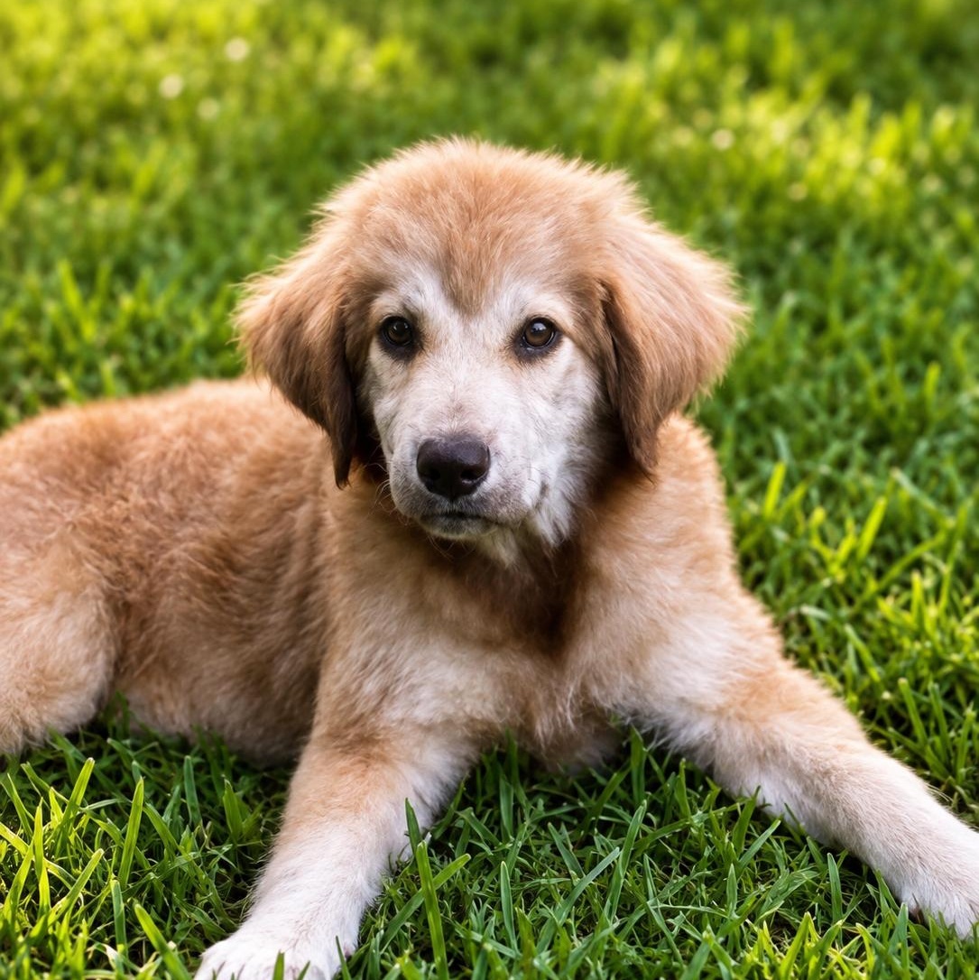 Penny, an adopted mixed breed in Jackson, TN image 2/6
