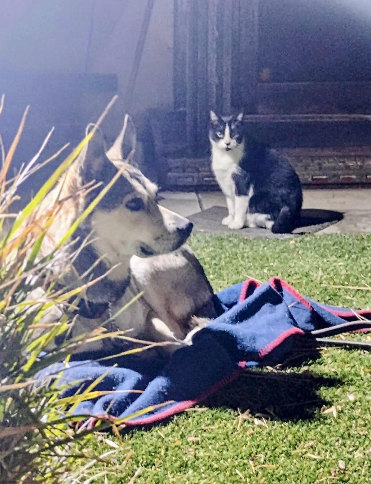 JOSHUA ( cat friendly) , an adopted mixed breed in Sherman Oaks, CA image 2/6