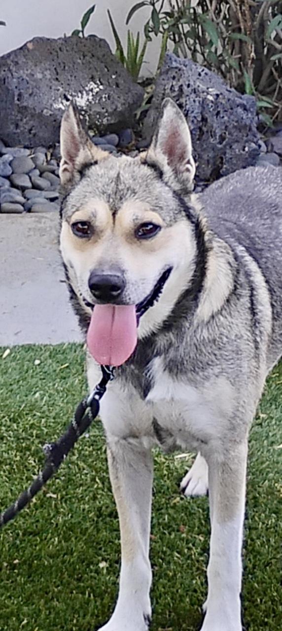 JOSHUA ( cat friendly) , an adopted mixed breed in Sherman Oaks, CA image 4/6