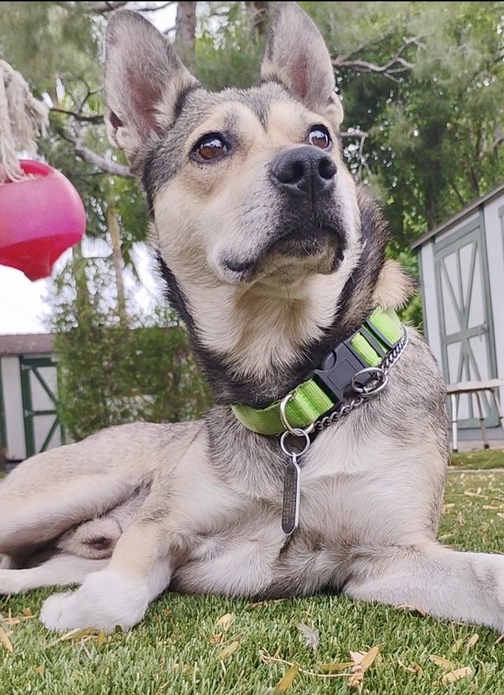 JOSHUA ( cat friendly) , an adopted mixed breed in Sherman Oaks, CA image 5/6