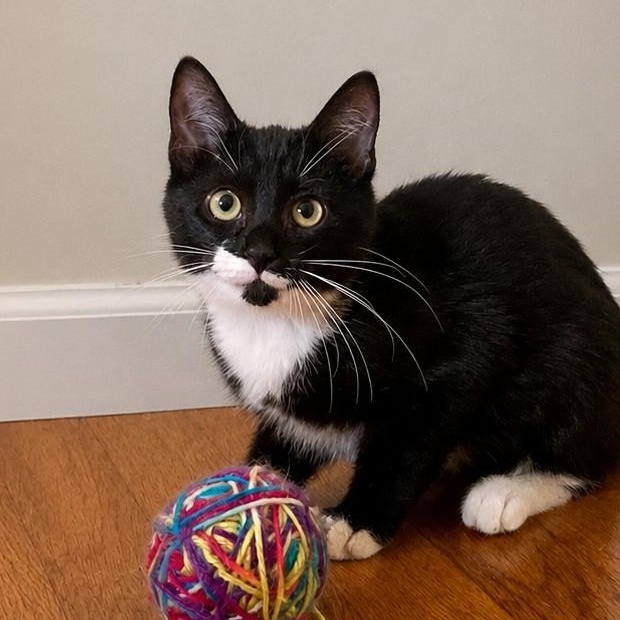 Iris, Adoptable, Kitten Female Tuxedo & Domestic Medium Hair.