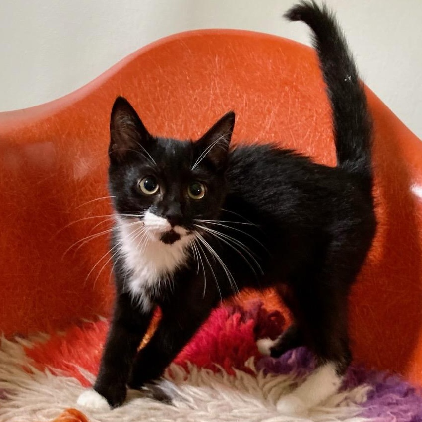 Enlarge Iris, a Adoptable mixed breed in Concord, NC image 4/6