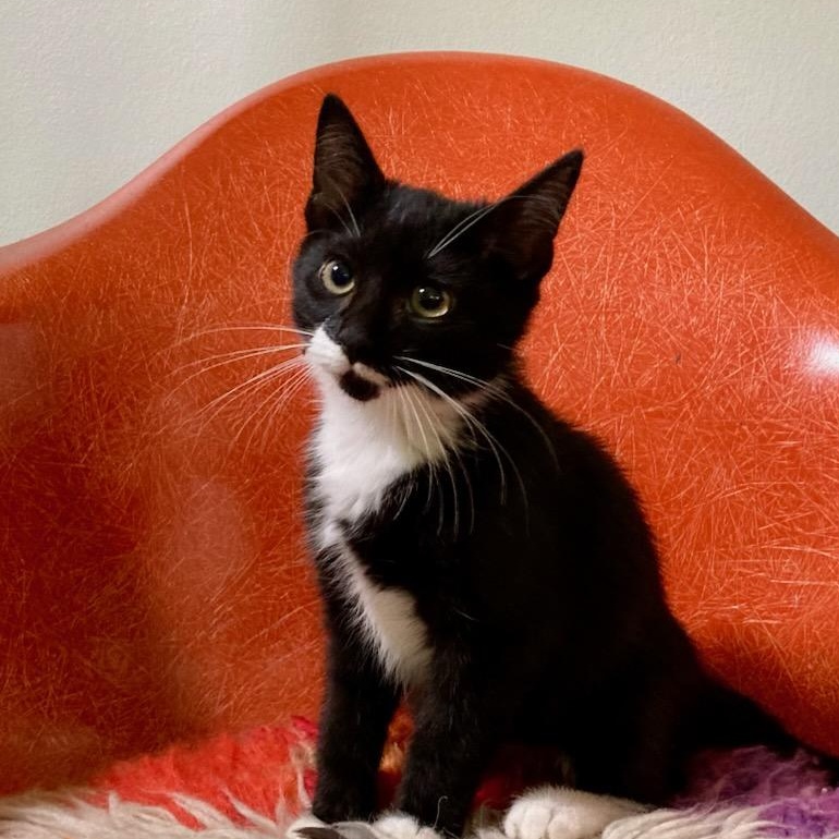 Enlarge Iris, a Adoptable mixed breed in Concord, NC image 3/6