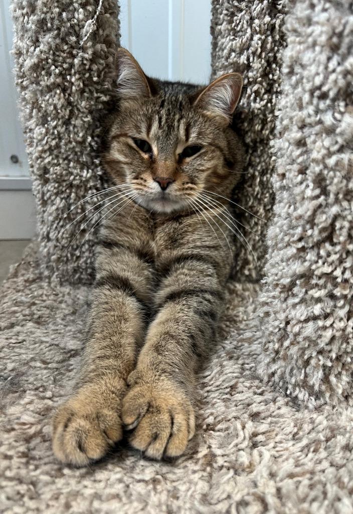 Sterling, Adoptable, Adult Male Domestic Short Hair.