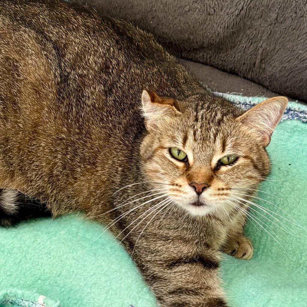 Sterling, a Adoptable mixed breed in Hartford City, IN image 2/6