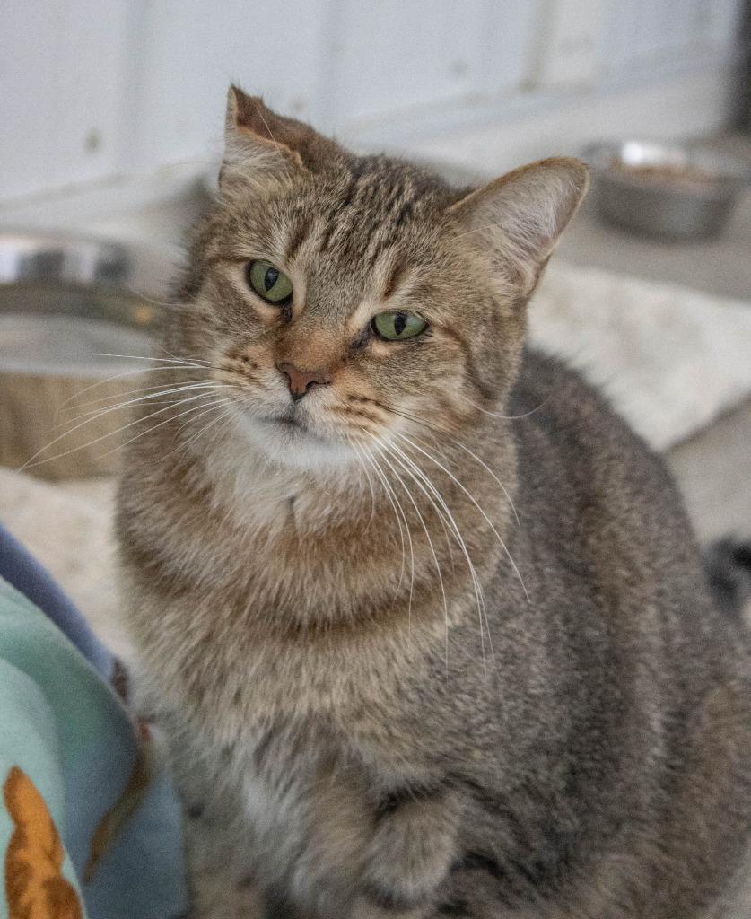 Sterling, Adoptable, Adult Male Domestic Short Hair.