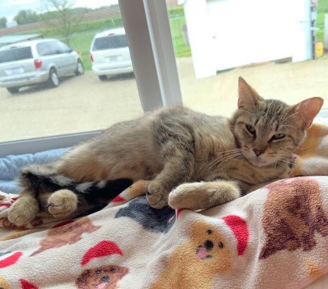 Sterling, a Adoptable mixed breed in Hartford City, IN image 2/6