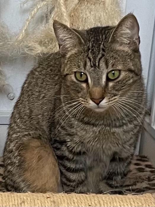 Sterling, a Adoptable mixed breed in Hartford City, IN image 3/6