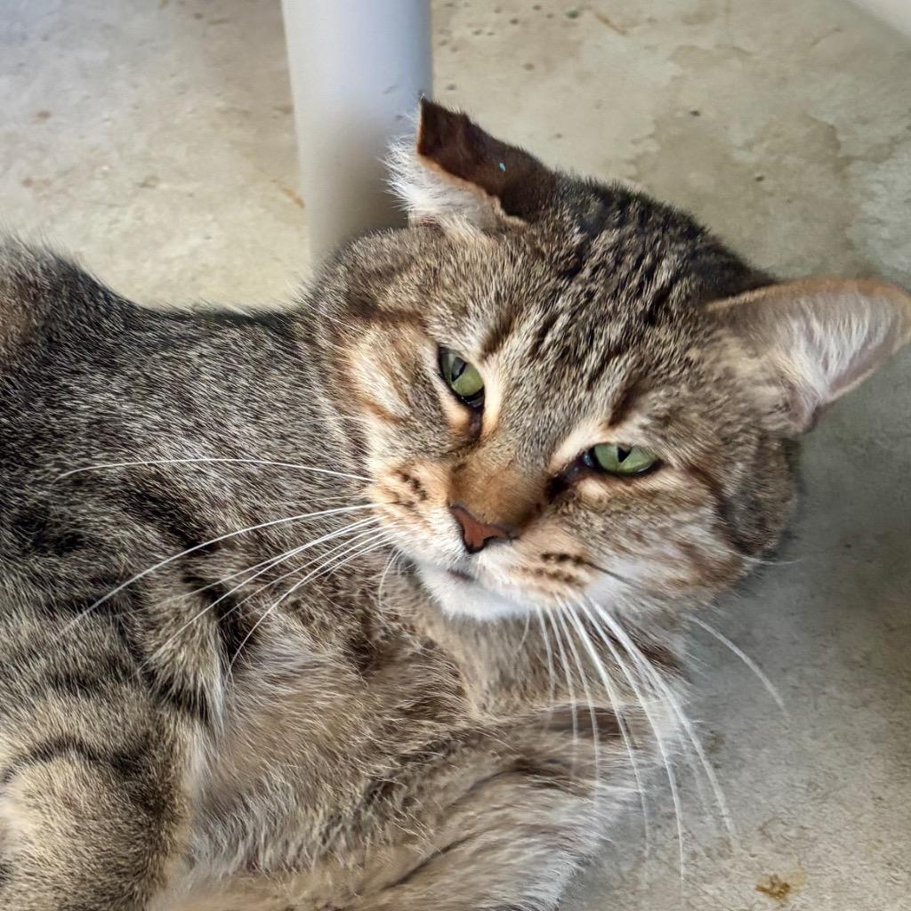 Sterling, a Adoptable mixed breed in Hartford City, IN image 4/6