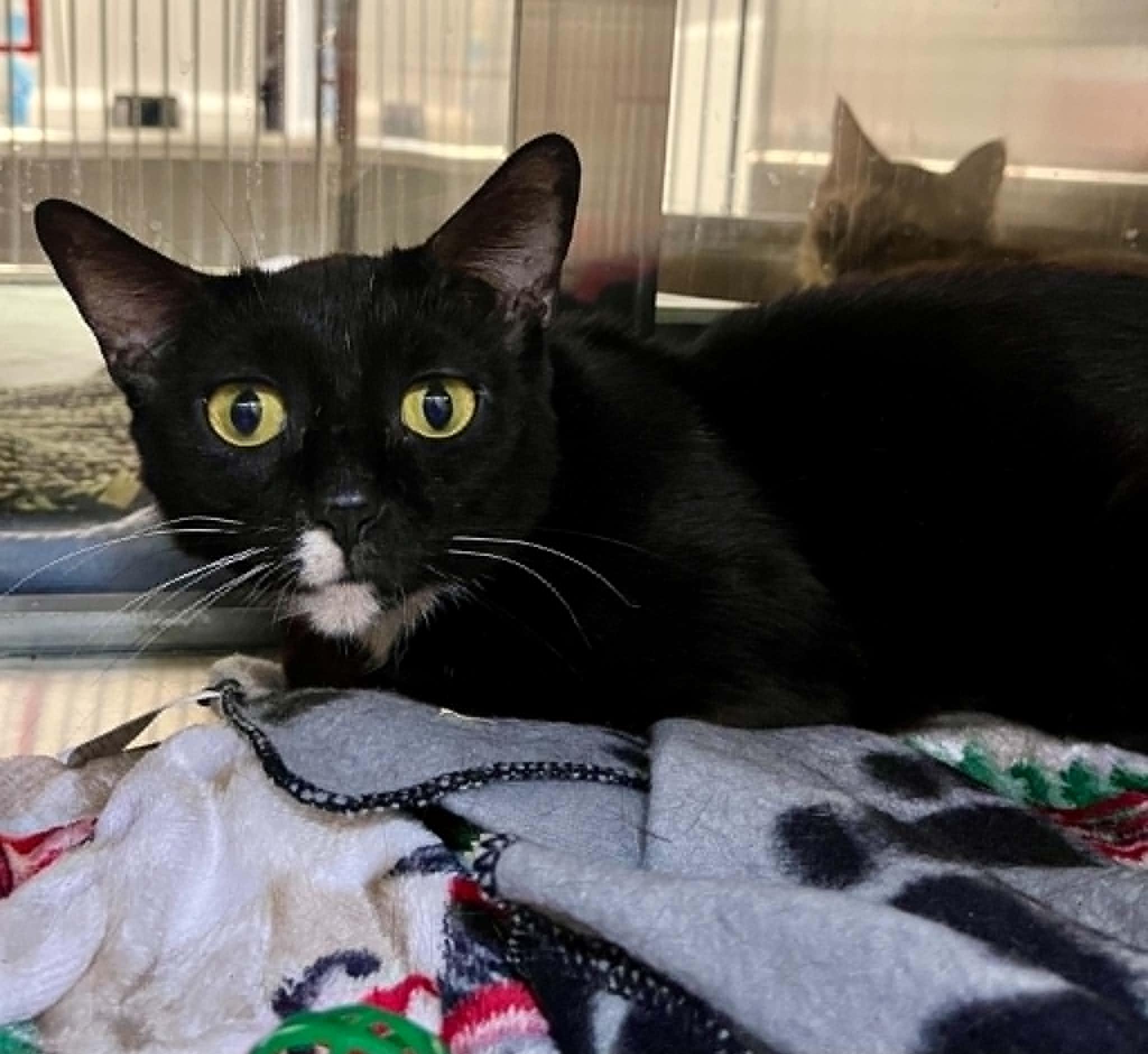 Enlarge Combos, a Adoptable Domestic Short Hair in Moundsville, WV image 1/1