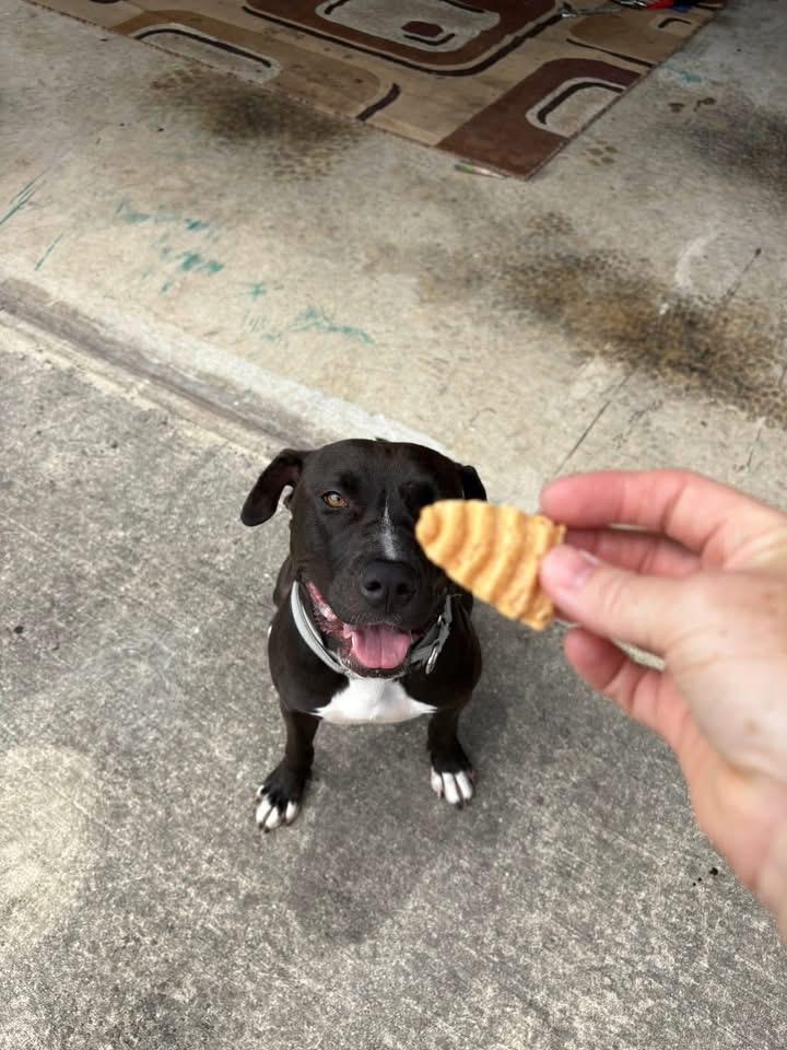 Enlarge Noelle, a Adoptable mixed breed in Catonsville, MD image 4/5