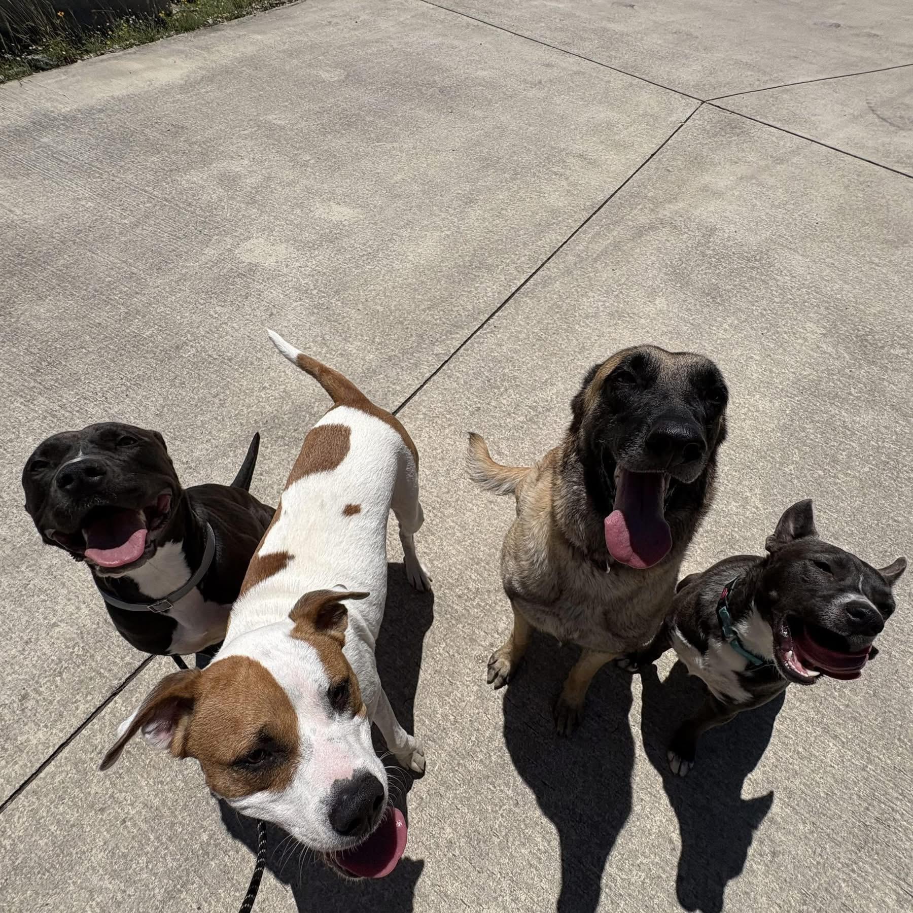 Enlarge Noelle, a Adoptable mixed breed in Catonsville, MD image 3/5