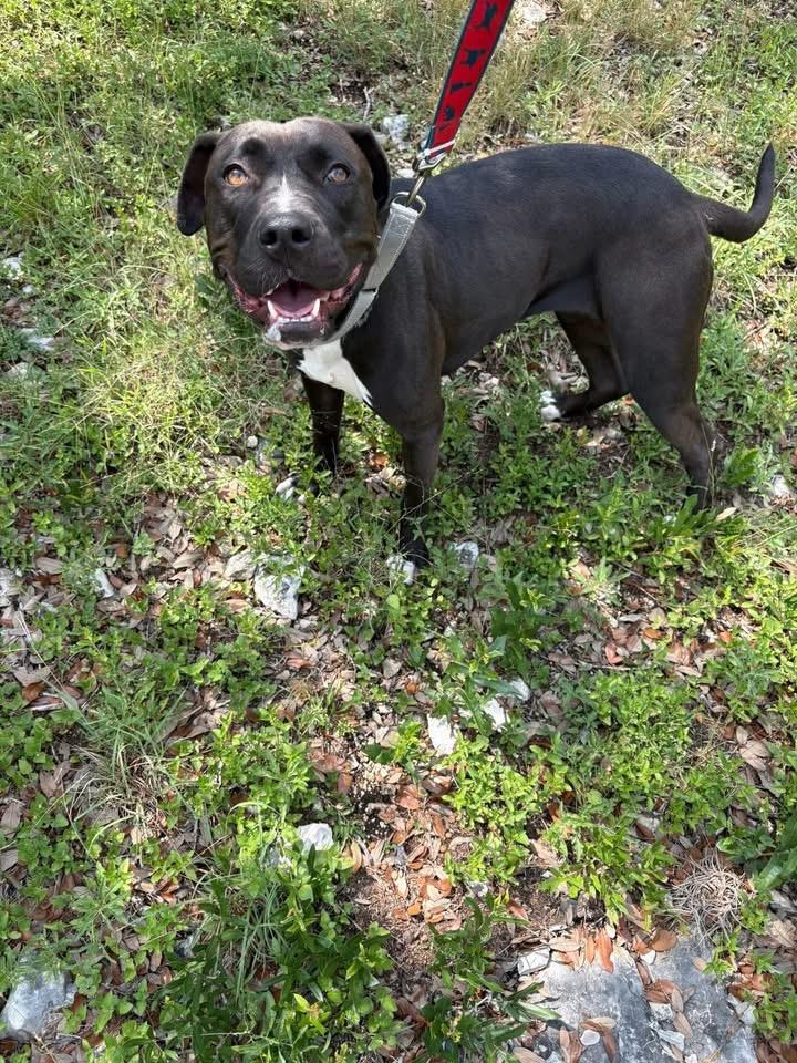 Enlarge Noelle, a Adoptable mixed breed in Catonsville, MD image 1/5