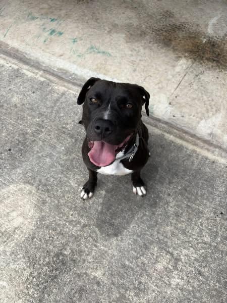 Enlarge Noelle, a Adoptable mixed breed in Catonsville, MD image 5/5