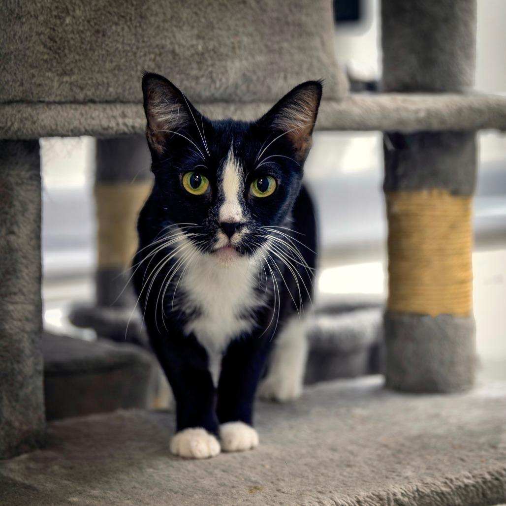 Jack-Jack, Adoptable, Young Female Domestic Short Hair.