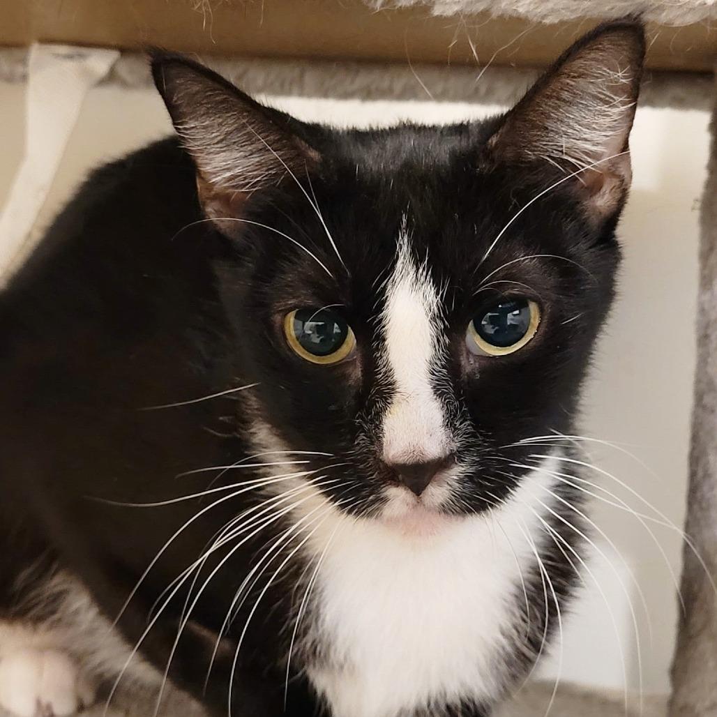 Enlarge Jack-Jack, a Adoptable Domestic Short Hair in Las Vegas, NV image 2/2
