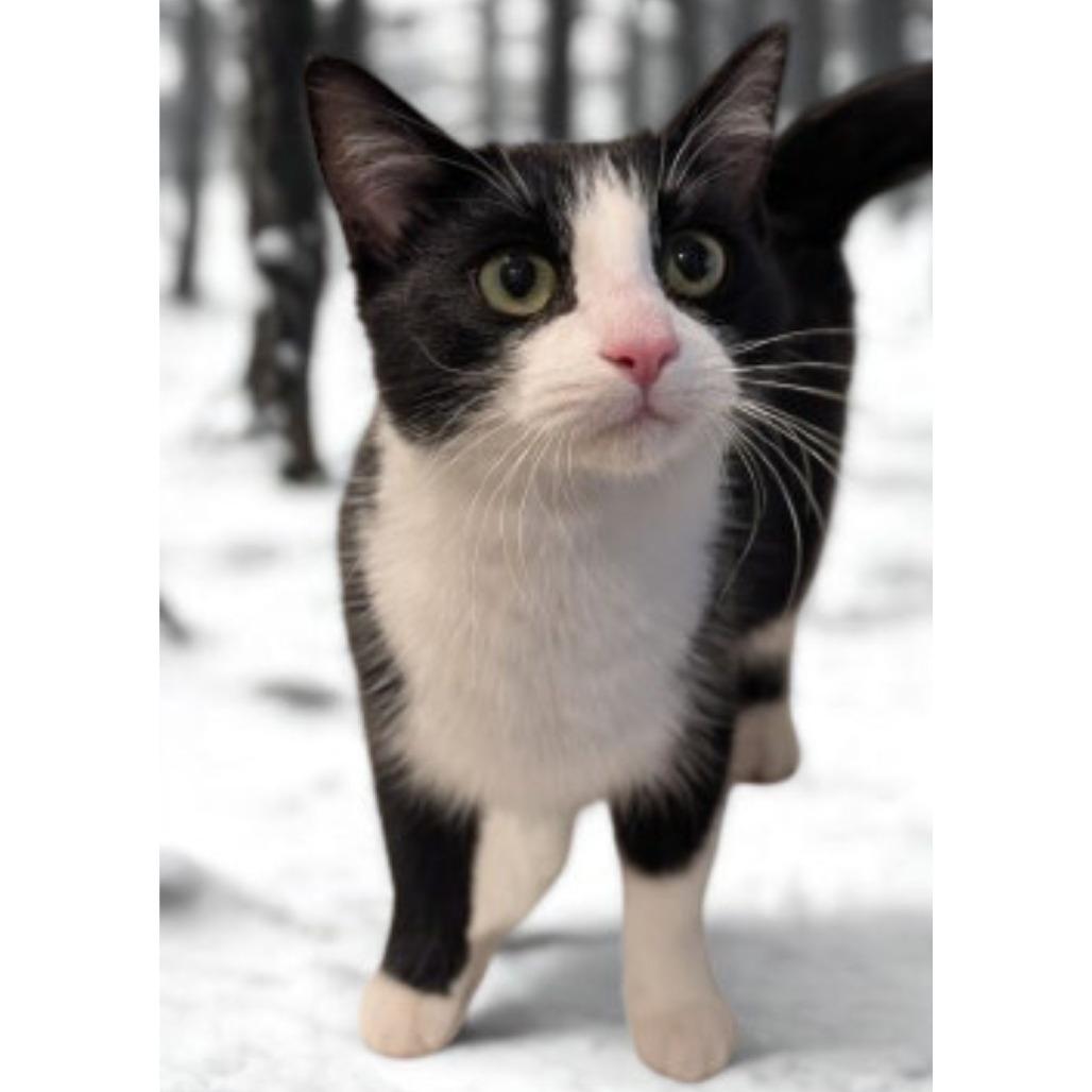 Jellyfish, Adoptable, Young Female Domestic Short Hair.