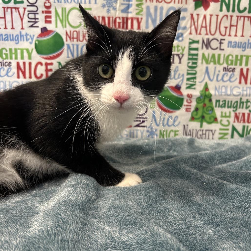 Jellyfish, a Adoptable Domestic Short Hair in West Point, MS image 2/4