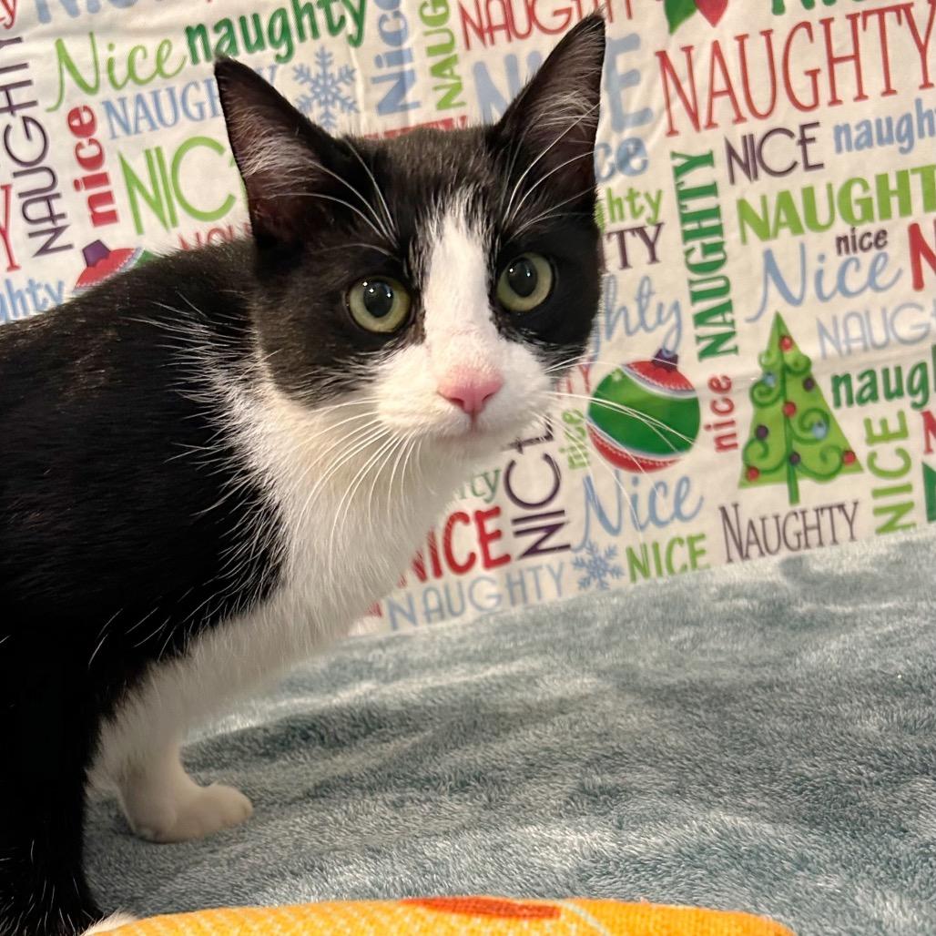 Jellyfish, a Adoptable Domestic Short Hair in West Point, MS image 4/4