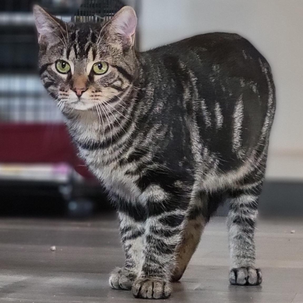 Tobey, a Adoptable Domestic Short Hair in Swartz Creek, MI image 1/5