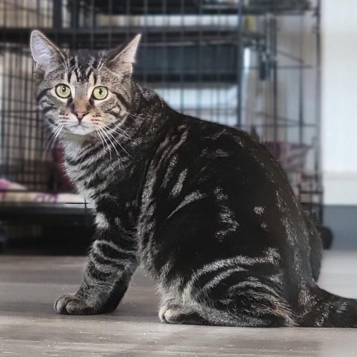 Tobey, a Adoptable Domestic Short Hair in Swartz Creek, MI image 2/5