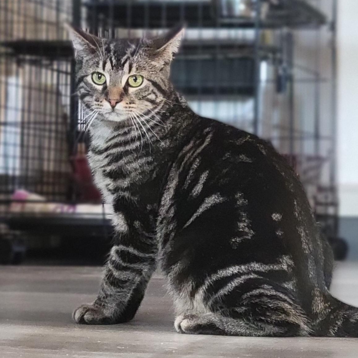 Tobey, a Adoptable Domestic Short Hair in Swartz Creek, MI image 4/5