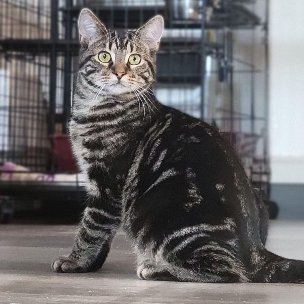 Tobey, a Adoptable Domestic Short Hair in Swartz Creek, MI image 5/5